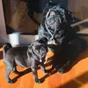 🐶Rig & Betty🐶 - @rigby_betty - TikTok