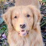 TuckerRhett - @tucker.rhett.thegolden - Instagram