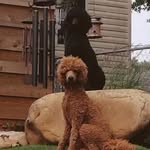 Watson and Rhett - @watsonandrhett_thespoos - Instagram
