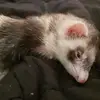 Rhiannon Ross - @rhiannon.ross - TikTok