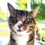 Rhonda Abner - @kylerthecat - Instagram