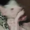 rhondaaddison3 - @rhondaaddison3 - TikTok