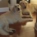 Rhonda Ashby - Facebook