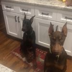 Rhonda Badger - @adobermangirlhasnoname - Instagram