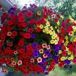 Rhonda Bauer - @rhonda.bauer.378 - Instagram