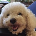 Rhonda Bock - @dognut10 - Instagram