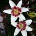 Rhonda Boren - Facebook