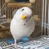 RhondaBridges - @rhondabridgesggzrvfgt - TikTok