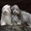 Rhonda.Chen - @monicelnubz - TikTok
