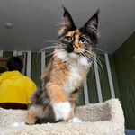 Maine coon kittens for adoption - @rhondamainecoons - Instagram