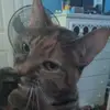 Rhonda Corns - @rhondacorns - TikTok