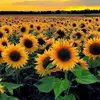 Rhonda Cramer - @rhonda.cramer - TikTok