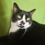 Rhonda Crowley - @crowleyscreations2 - Instagram