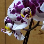 Rhonda Denney Oshio - @rhonda_denney_oshio476 - Instagram