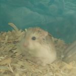 We r the ratts - @phill_dolly_willy_rhonda - Instagram