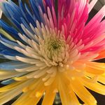 Rhonda Driver - @rhondad3 - Instagram