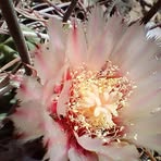 Rhonda Ecker - Facebook