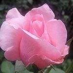 Rho El - @elder.rhonda - Instagram