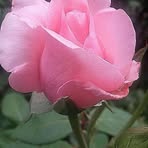 Rhonda Elder - Facebook