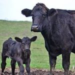 Rhonda Fields - @kiteranchnorth - Instagram