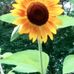 Rhonda Forrest - Facebook