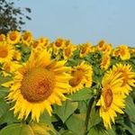 Rhonda Grider Kincaid - @rhondagrider - Instagram