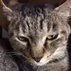 Rhonda.Haas - @odesszuywxt - TikTok