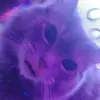 RhondaHaas - @helgasnsl8n - TikTok