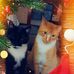 Rhonda Hahn - Facebook