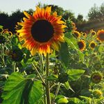 Rhonda Head - @rhonda.head.77 - Instagram