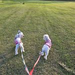 Rhonda Hope Pierce - @rhopepierce - Instagram