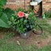Rhonda Flynn Ivey - Facebook