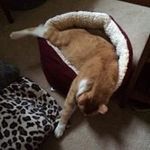 Rhonda Jacoby - @mystizael - Instagram