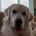 Rhonda Koch - @rhondakoch12 - Instagram