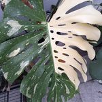 Rhonda Lackey - @sea_kitten96 - Instagram