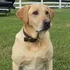 Rosie - @rhondalincoln7 - TikTok