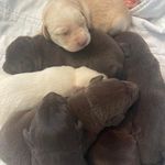 Ronda Littrell Nitz - @rondalittrell - Instagram