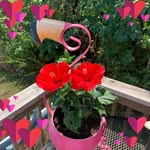 Rhonda Maggard - @rjmaggard - Instagram