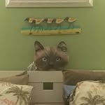 Rhonda Major-Cohen - @rjmcohen - Instagram