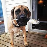 Rhonda Margaret - @rhonda_theenglishmastiff - Instagram