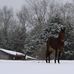 Rhonda Meadows Works of Writing and Photography - Facebook