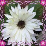 Rhonda Denman Meier - @rhondabm - Instagram