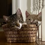 Rhonda meier DiAngelis - @fezandash - Instagram