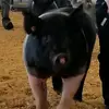 Rhonda Melvin - @pigmama4ever - TikTok