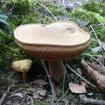 Rhonda Ramsay Allen - @backyardshrooms - Instagram