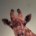 Rhonda Renfro - Facebook