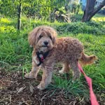 Rhonda Rice - @cavoodleboy - Instagram