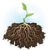 Rhonda🌱 - @rhonda.the.root - TikTok