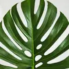 Leaf it to Monstera - @rubyrhonda - TikTok