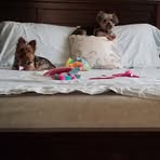 Rhonda Satterfield - Facebook